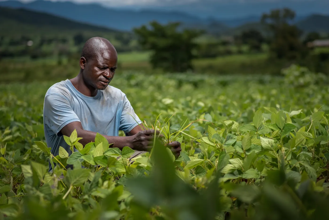 A farmer tending a crop field in East Africa
